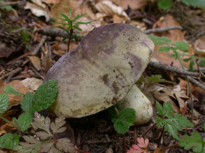 Russula azurea